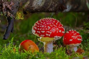 herfst_paddenstoel